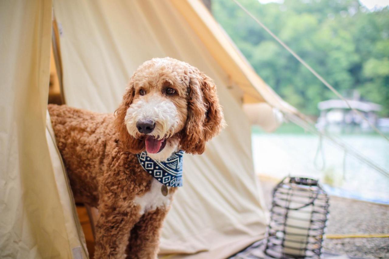 Luxury tent Timberline Glamping At Unicoi State Park *